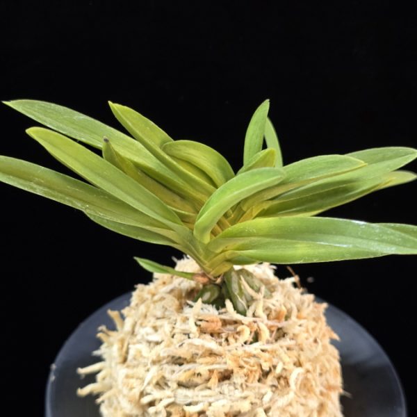 공작환 孔雀丸 Kujakumaru