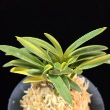 성대호 聖代縞 Sedai Shima