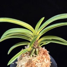 태명금 太明錦 Taemyeongguem