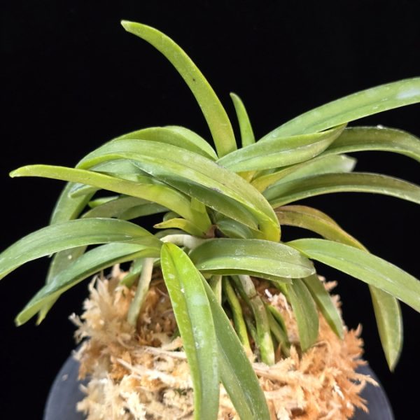 대풍해 大楓海 Daepunghae (Onamiseikai Benikaedae)