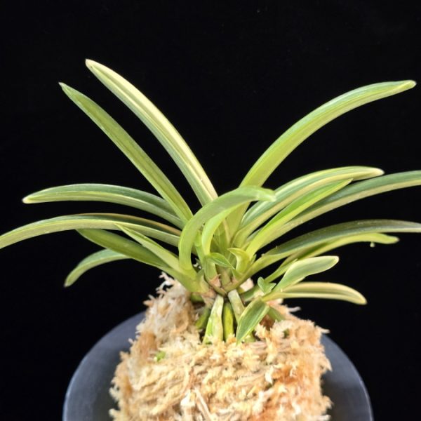 서시 西施 Seosi(Seishi)