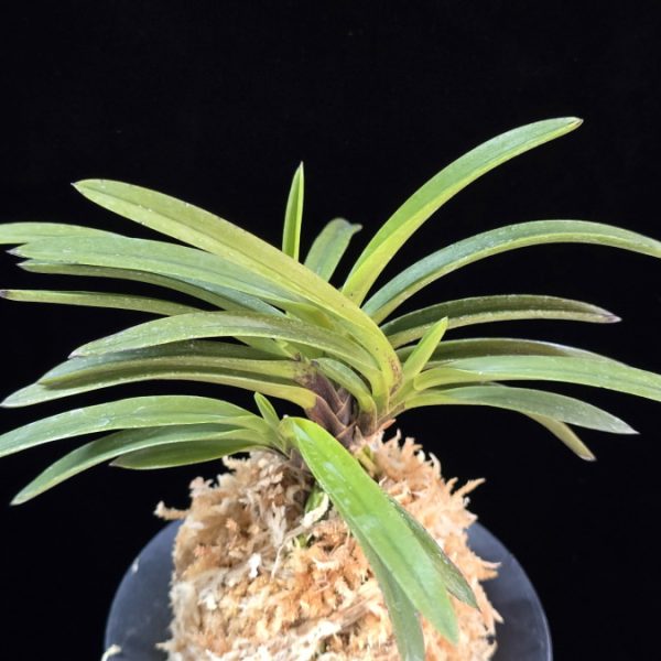 홍천구 紅天狗 Benitengu