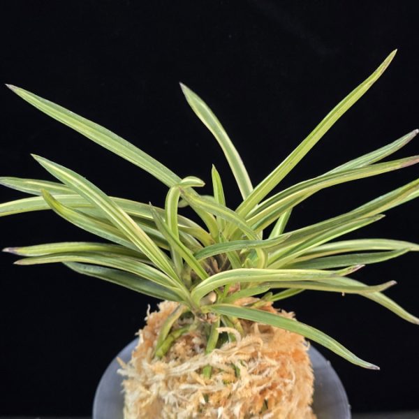 고도지설 古都之雪 Koto no yuki