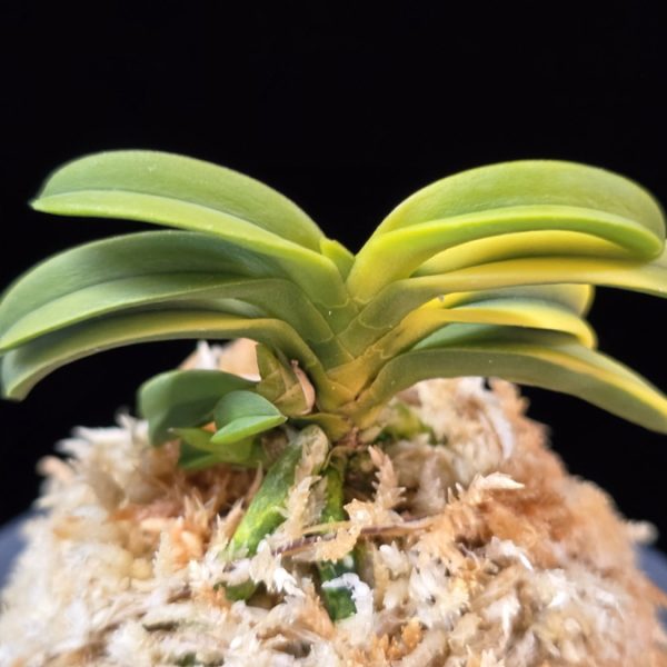 수해호반 樹海虎班 Jukaitora