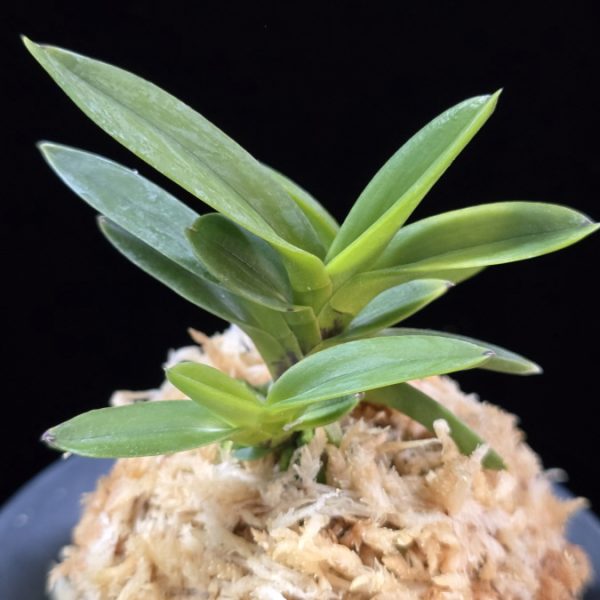 적화성 赤火星 Jeokhwaseong