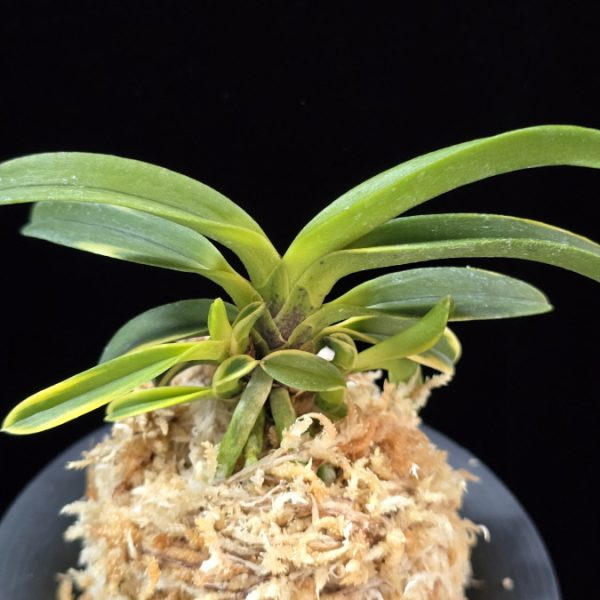 동해복륜 東海復輪 Tokai Fukurin