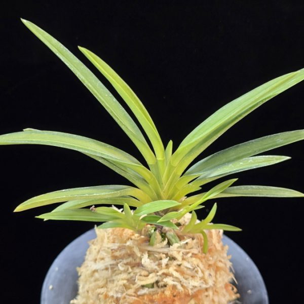 비지예 羆の誉 Higuma no Homare