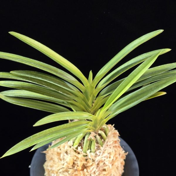 비지예 羆の誉 Higuma no Homare