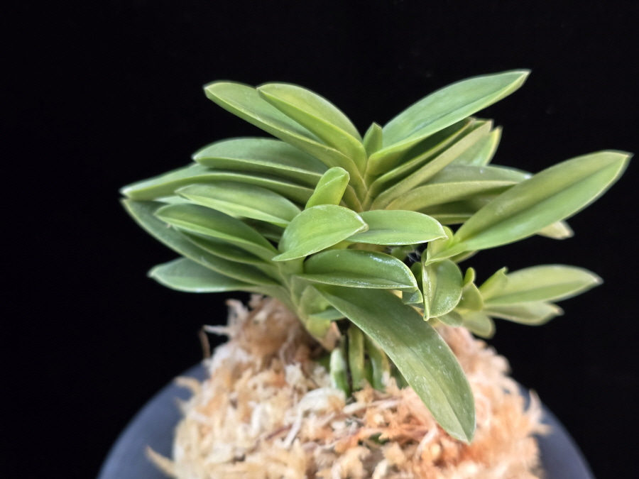 청력 青力 Seiryoku 청력 青力 Seiryoku