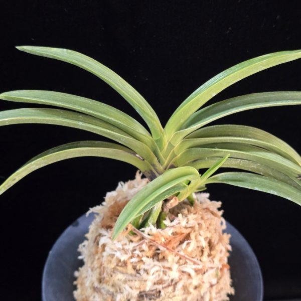 유리 琉璃 Yuri (Amami Kanpaku)