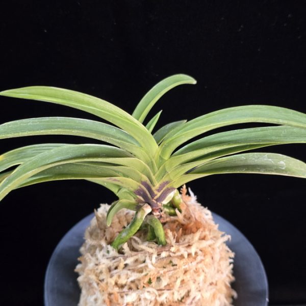 한라 漢拏 Hanra(Harura)