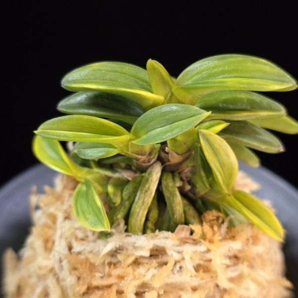 진주금 真珠錦 Shinjunishiki (Kuroshinju+Fugaku)