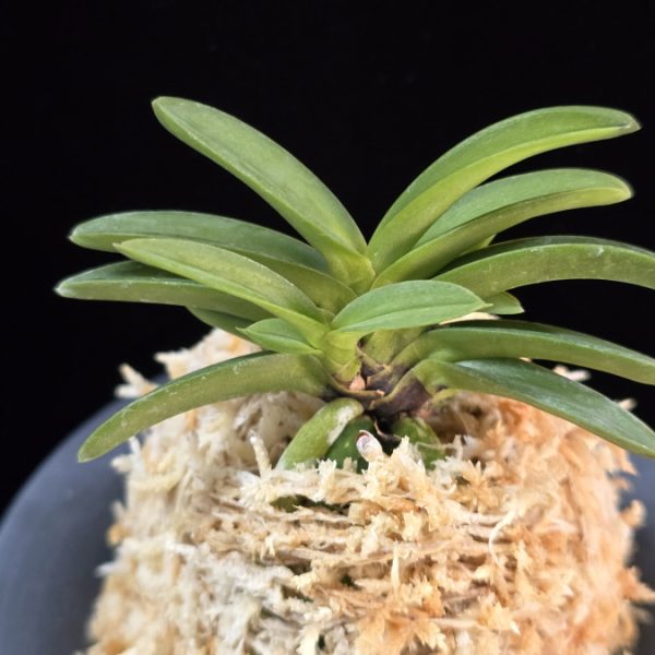 서현 瑞玹 Seohyeon