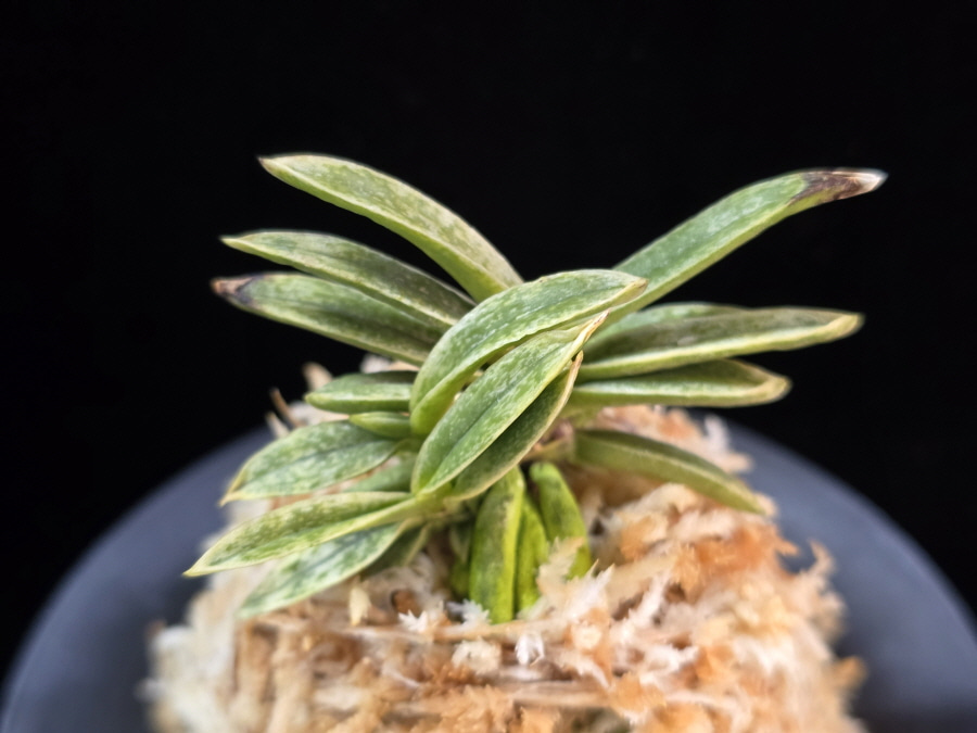 은사시 銀沙施 Eunsasi (Honghyeon*Ginseikan) 은사시 銀沙施 Eunsasi (Honghyeon*Ginseikan)