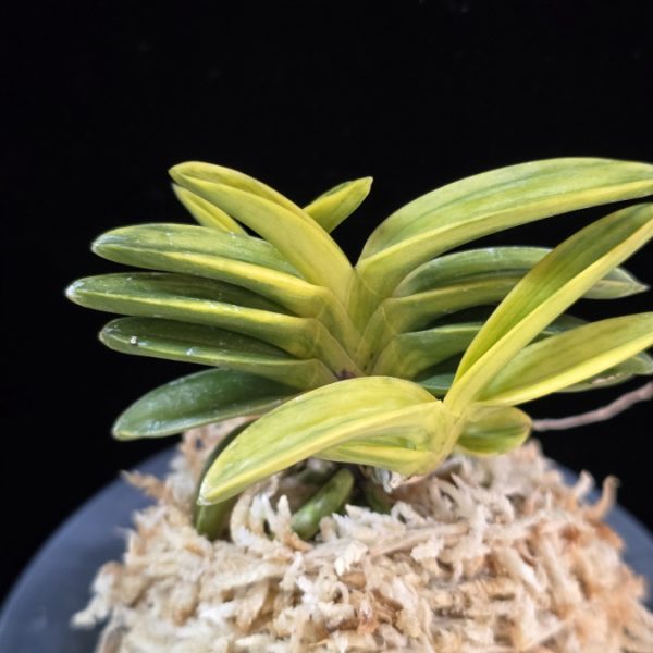 화천금 華泉錦 Kasen Nishiki