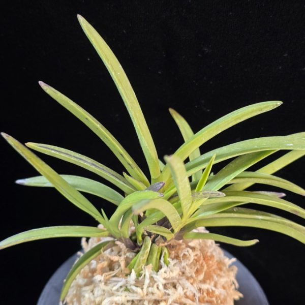 건국 建國 Kenkoku