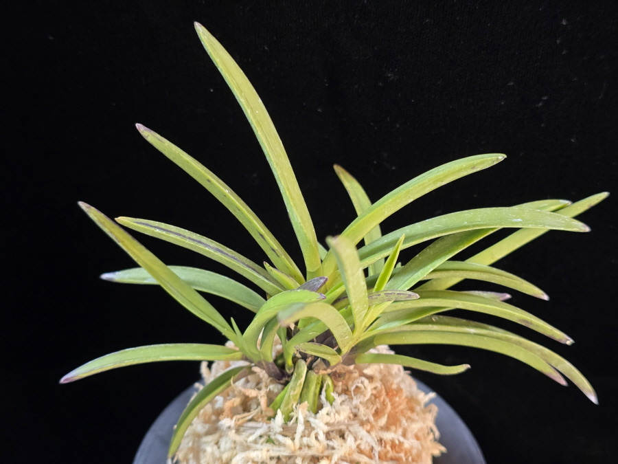 건국 建國 Kenkoku 건국 建國 Kenkoku