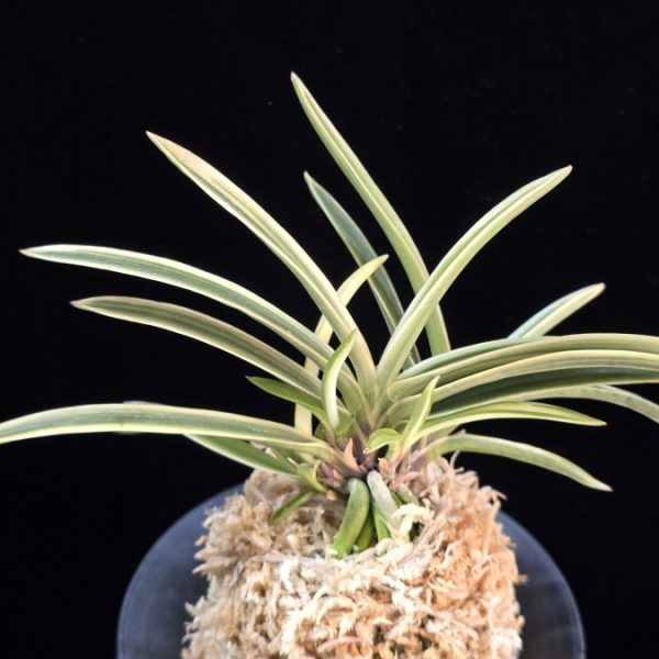 수정복륜 水晶覆輪 Suishou Fukurin