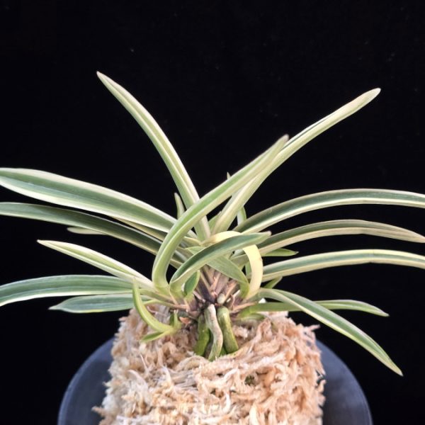 수정복륜 水晶覆輪 Suishou Fukurin