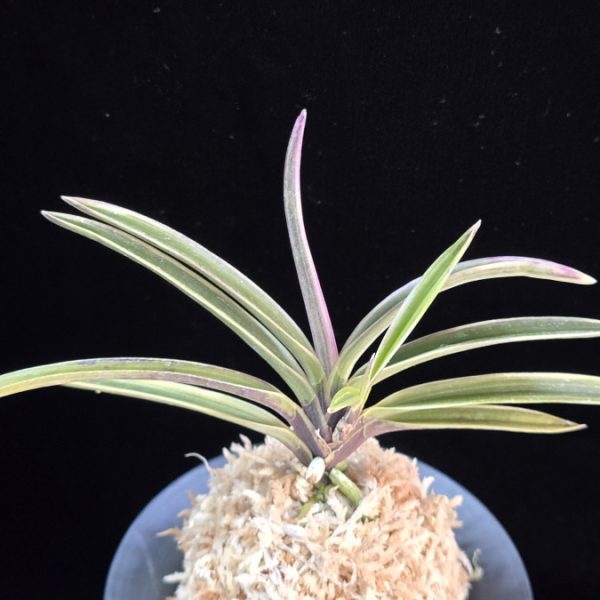 수정복륜 水晶覆輪 Suishou Fukurin