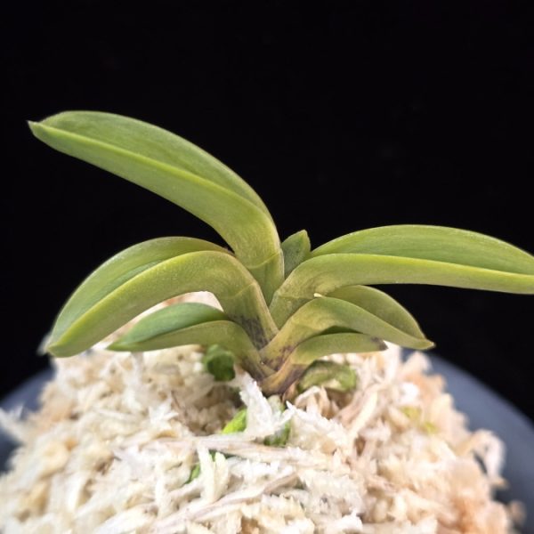 몽환복륜 夢幻覆輪 Mugen fukurin