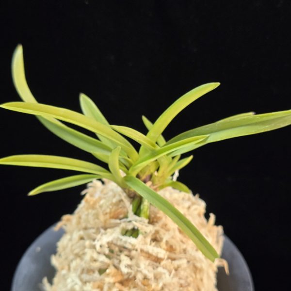 유성 流星 Ryusei