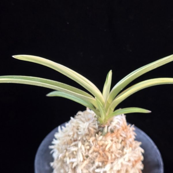 유리 琉璃 Yuri (Amami Kanpaku)