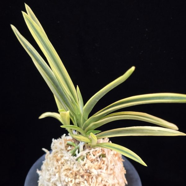 대관 大観 Daegwan(Taikan)