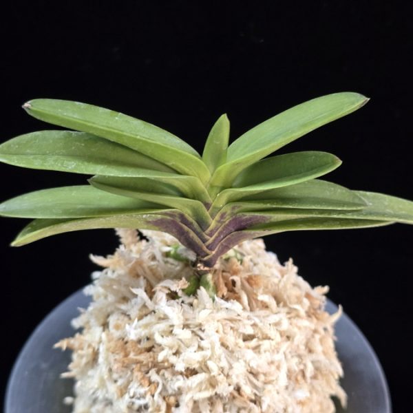 황옥 黃玉 Hwangok