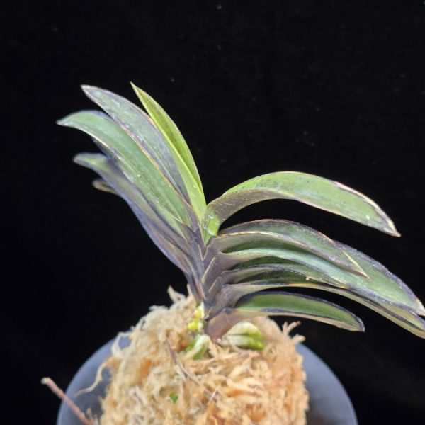 왕조 王朝  Wangjo