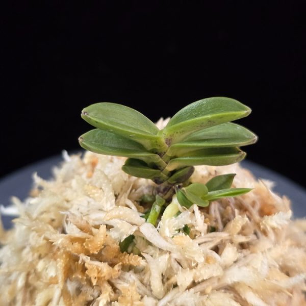 풍천 豊天 Pungcheon (Homeiden+Tengyokuho)