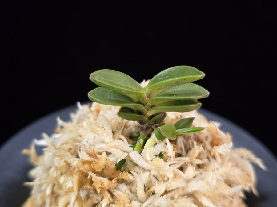 풍천 豊天 Pungcheon (Homeiden+Tengyokuho) 풍천 豊天 Pungcheon (Homeiden+Tengyokuho)