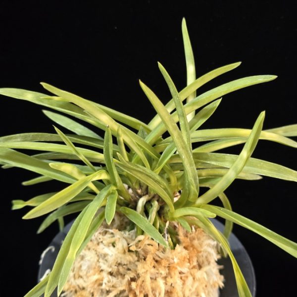 홍형 紅蛍 Benibotaru