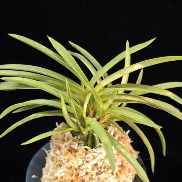 홍형 紅蛍 Benibotaru