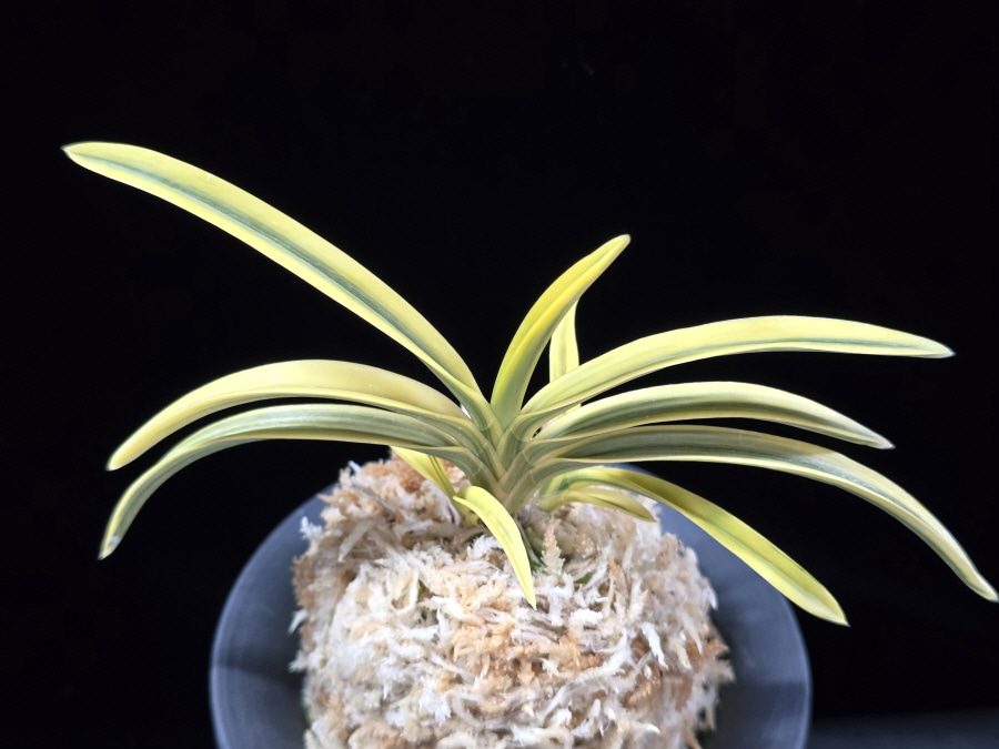 천우 天優 Tenyu 천우 天優 Tenyu