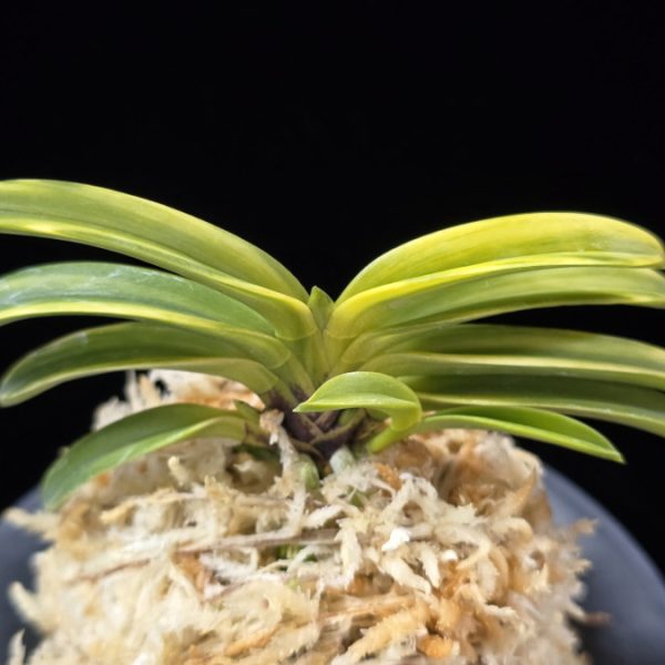 비금 轡錦 Kutsuwa nishiki