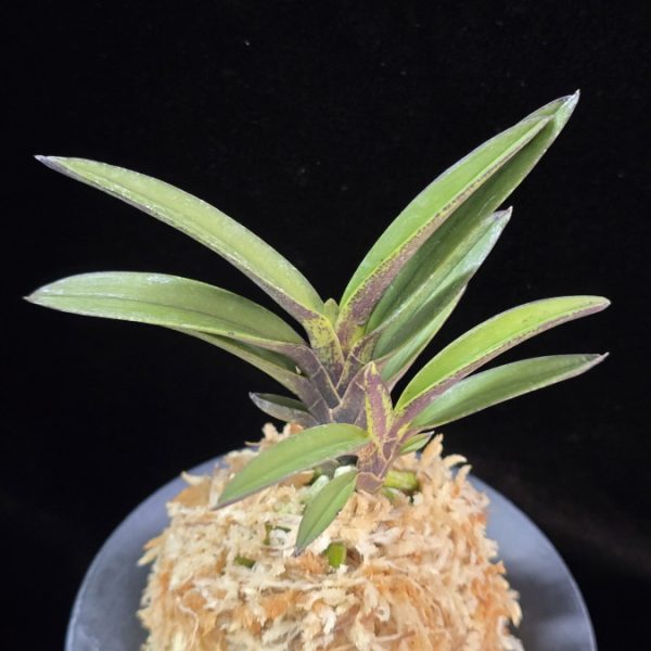 계명성 鷄鳴珹 Gyemyeongseong