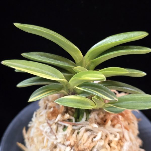 천사환 天賜丸 Cheonsahwan