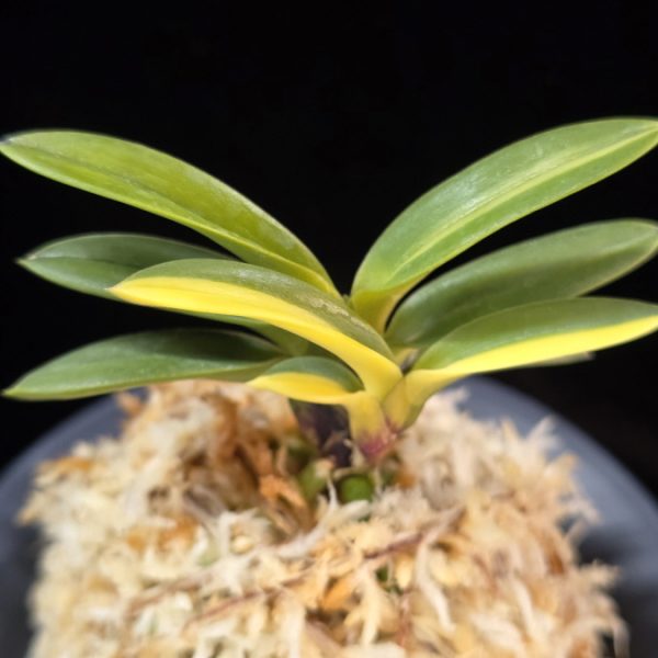 천사환 天賜丸 Cheonsahwan