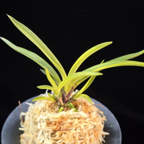 은하 銀河 Eunha (White roots)