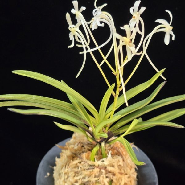 은하 銀河 Eunha (White roots)