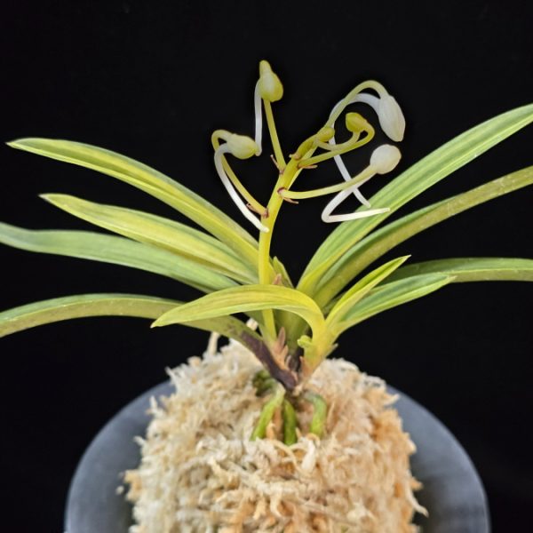 은하 銀河 Eunha (White roots)