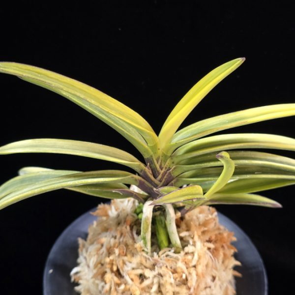 금루각복륜 金鏤閣覆輪 Kinroukaku Fukurin