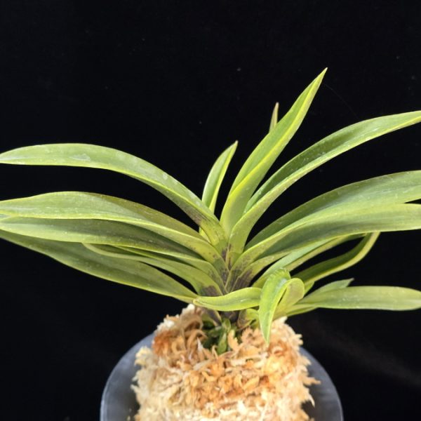 흑영 黑英 Heukyeong