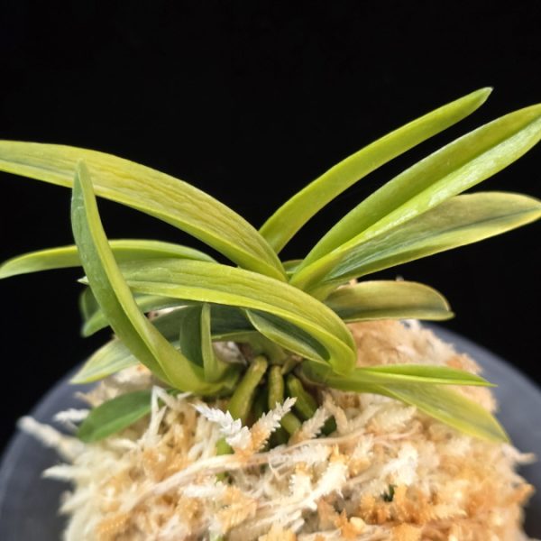 대호 大虎 Daeho (Onamisekai Tora)