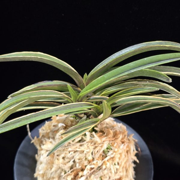 신라 新羅 Sinra (Shiragi)