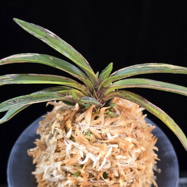 왕검 王儉  Wanggeom