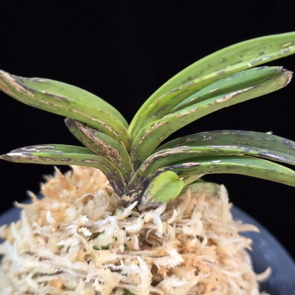 황야 荒野 Hwang-ya(Kouya)