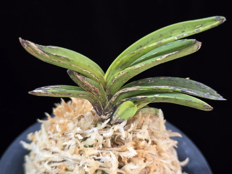 황야 荒野 Hwang-ya(Kouya) 황야 荒野 Hwang-ya(Kouya)