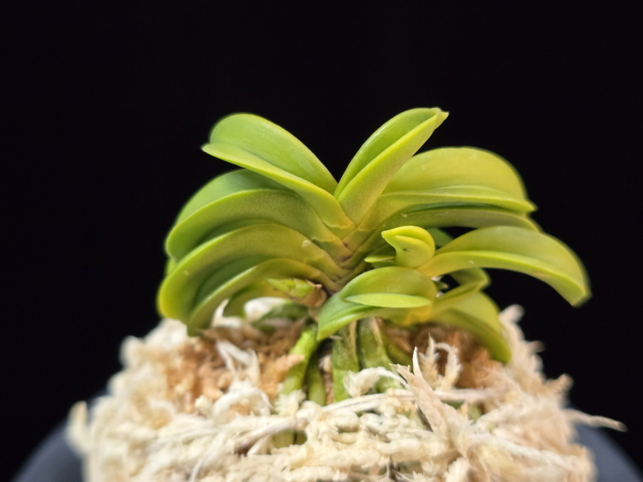 승문해 縄文海 Joumonkai 승문해 縄文海 Joumonkai